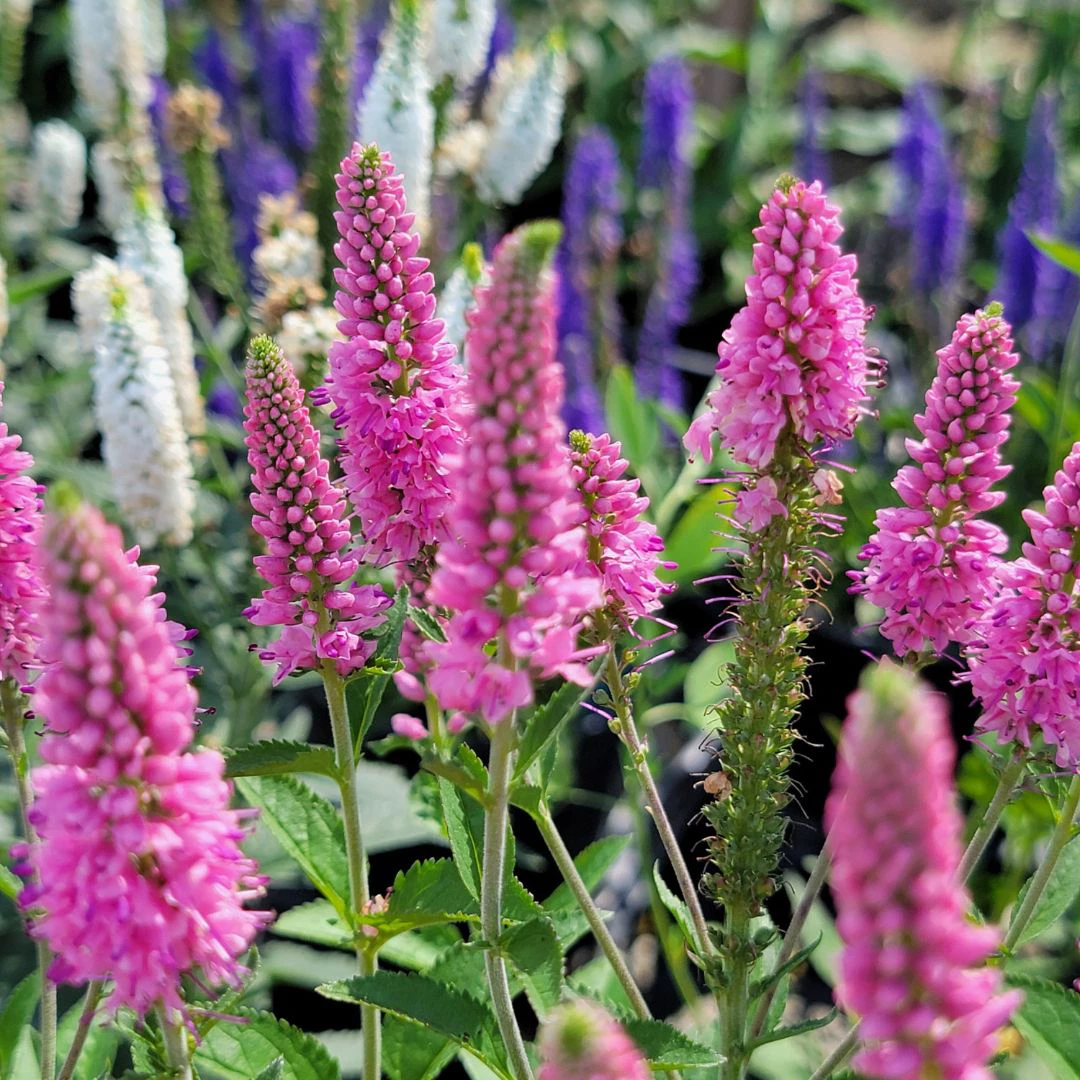 1 perennial flowers