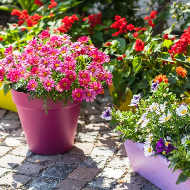 1 container garden, thomas greenhouse