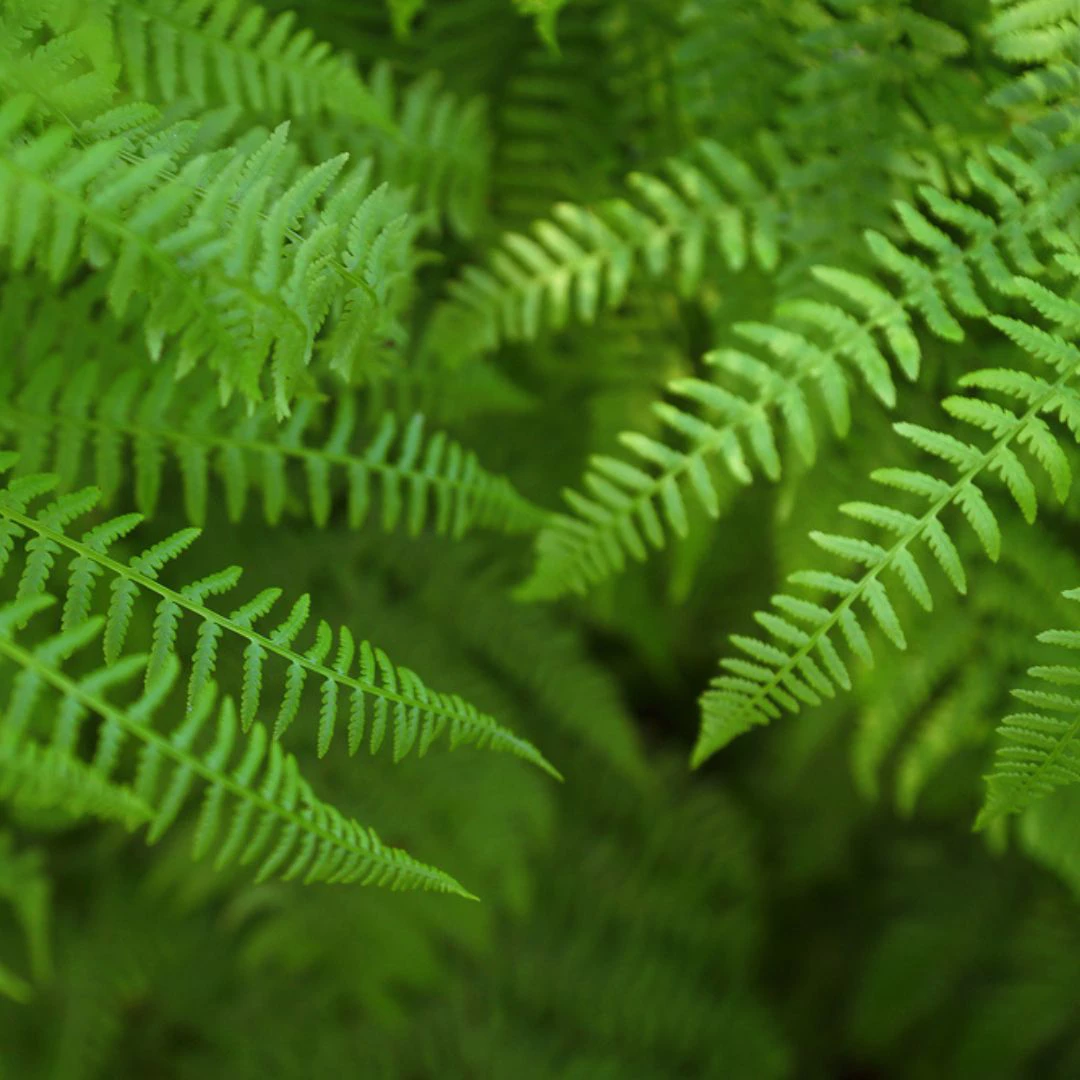 2 wisconsin native plants