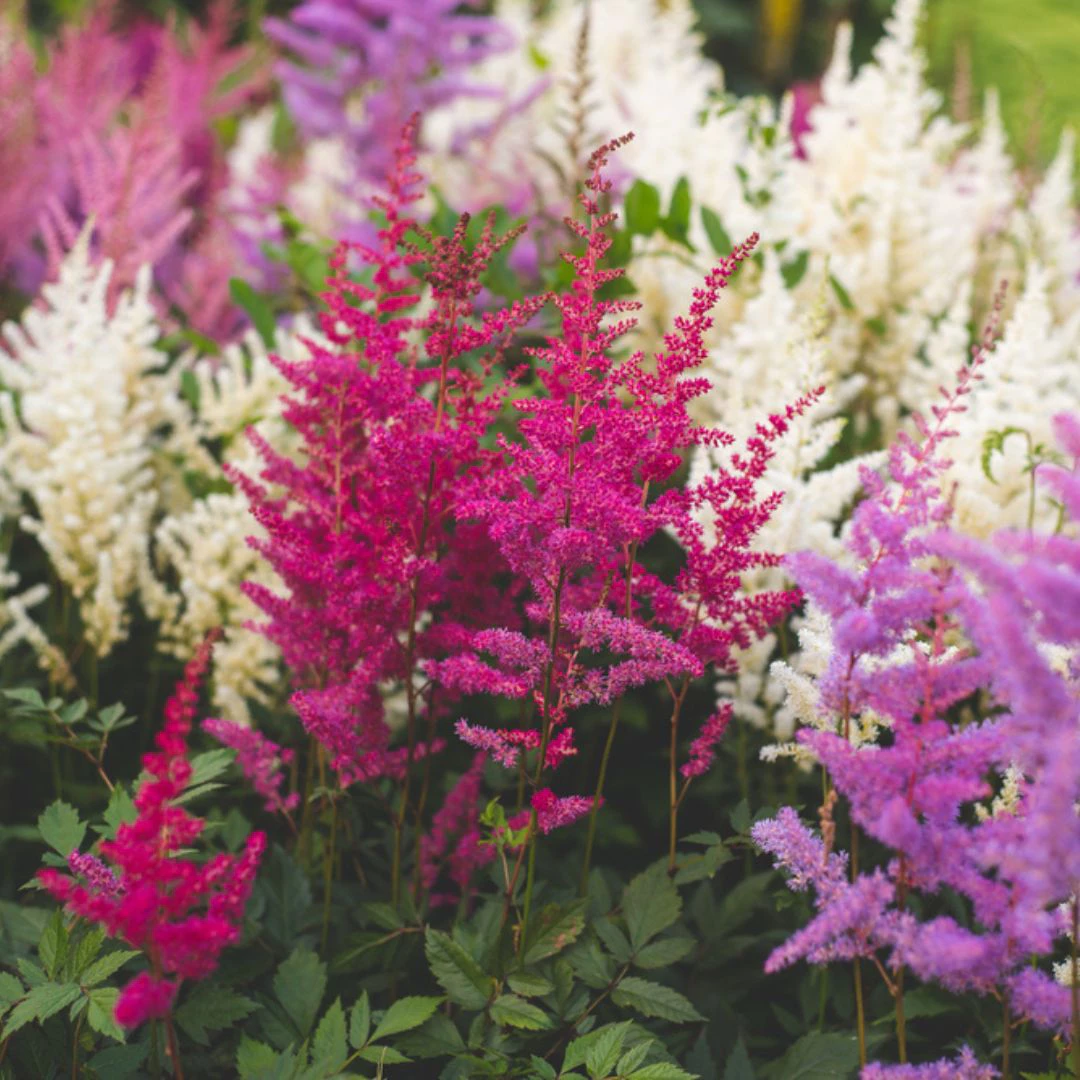 2 perennial flowers, thomas g