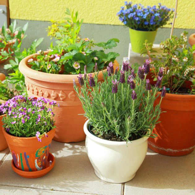 2 container garden, thomas greenhouse