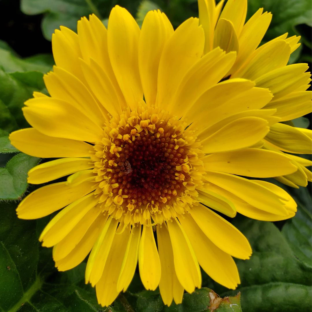 3 perennial flowers