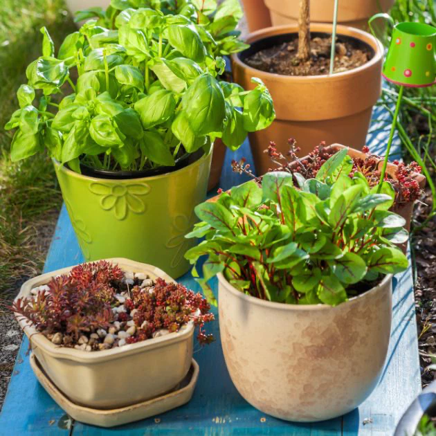 3 container garden, thomas greenhouse
