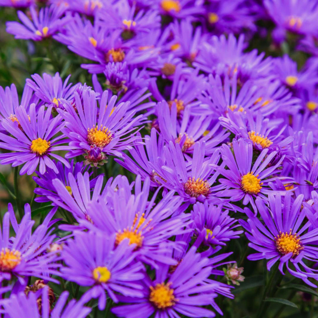4 wisconsin native plants