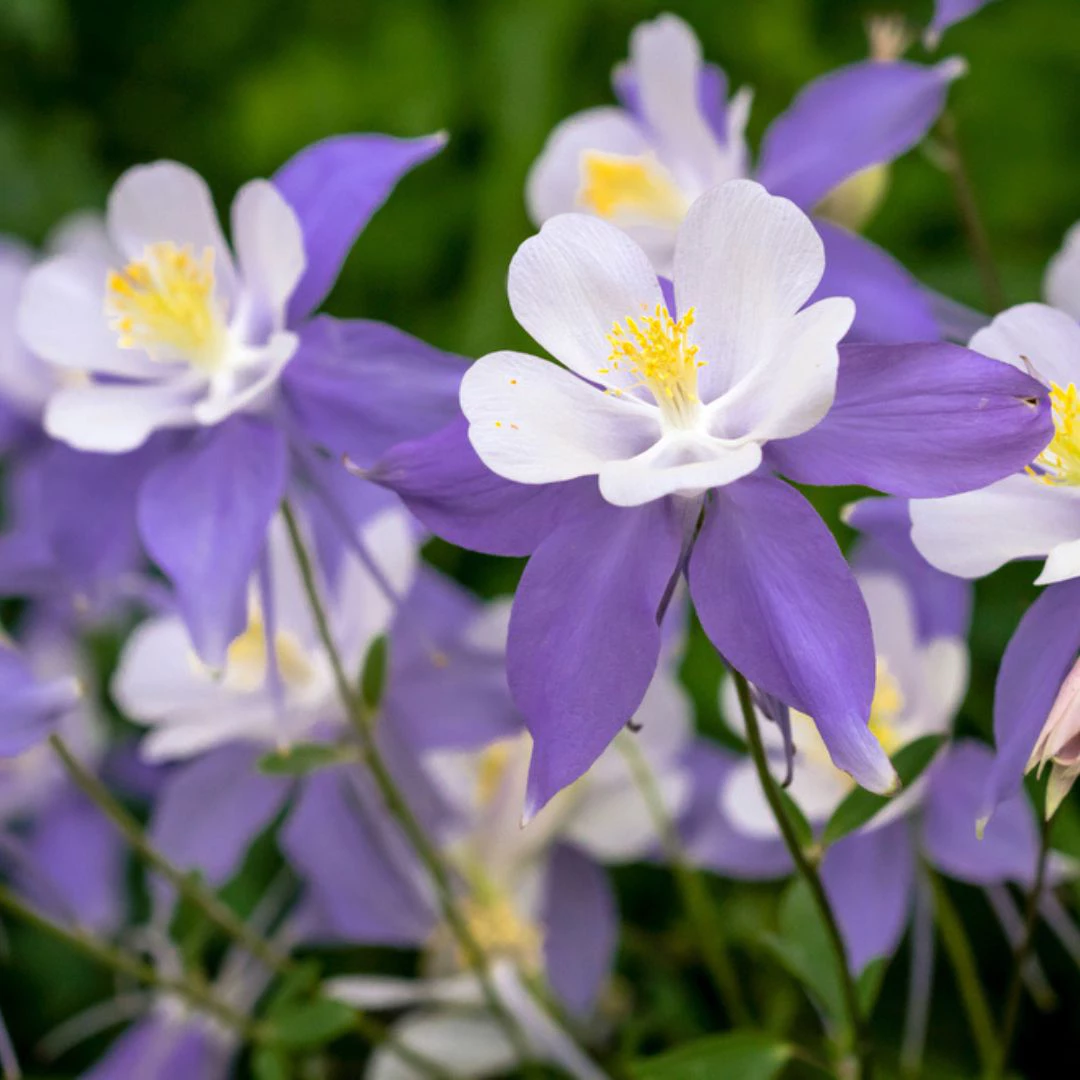 5 perennial flowers, thomas greenhouse