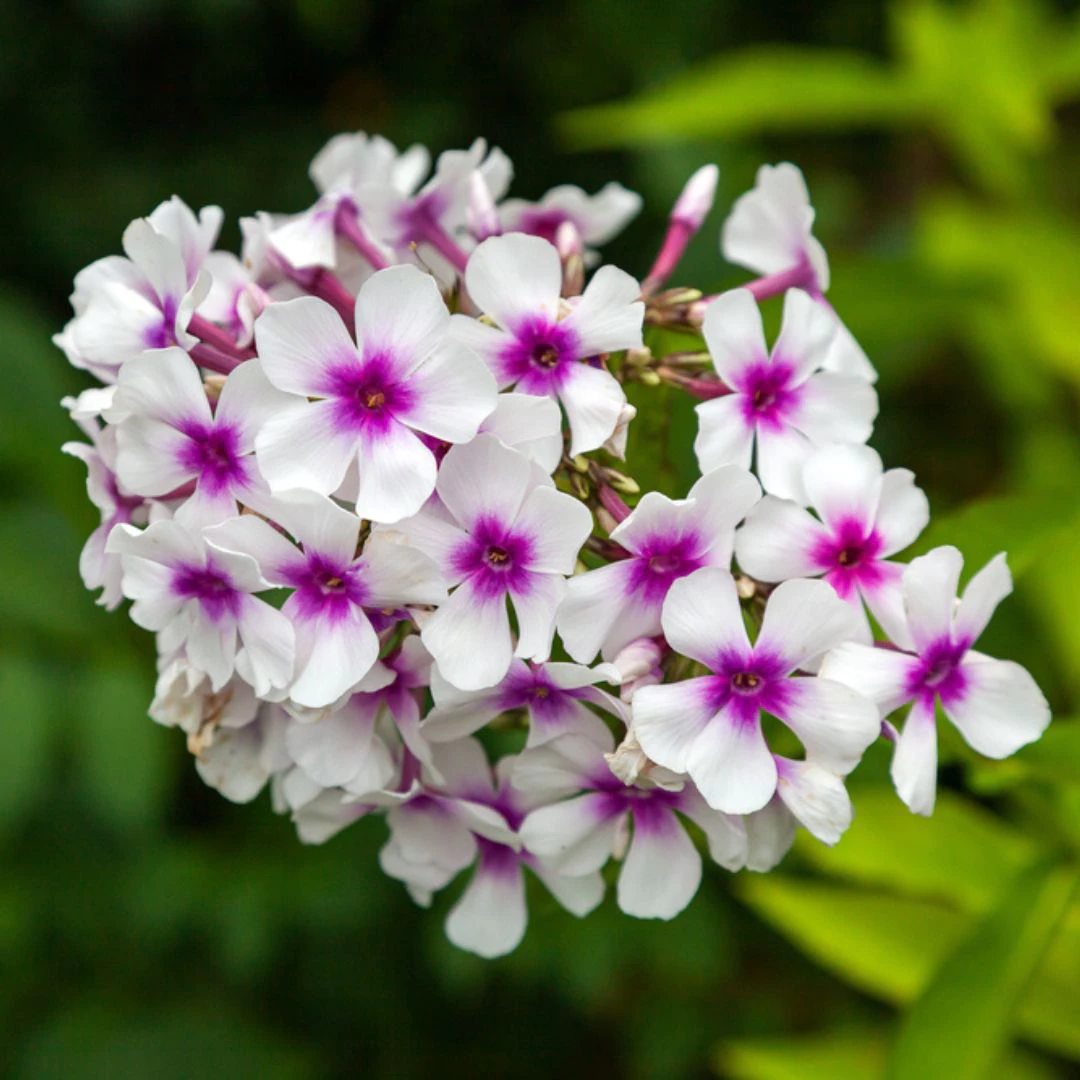 6 perennial flowers, thomas g