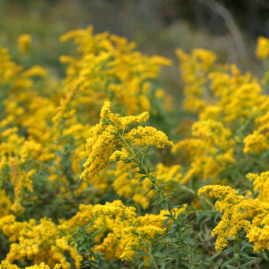 6 wisconsin native plants