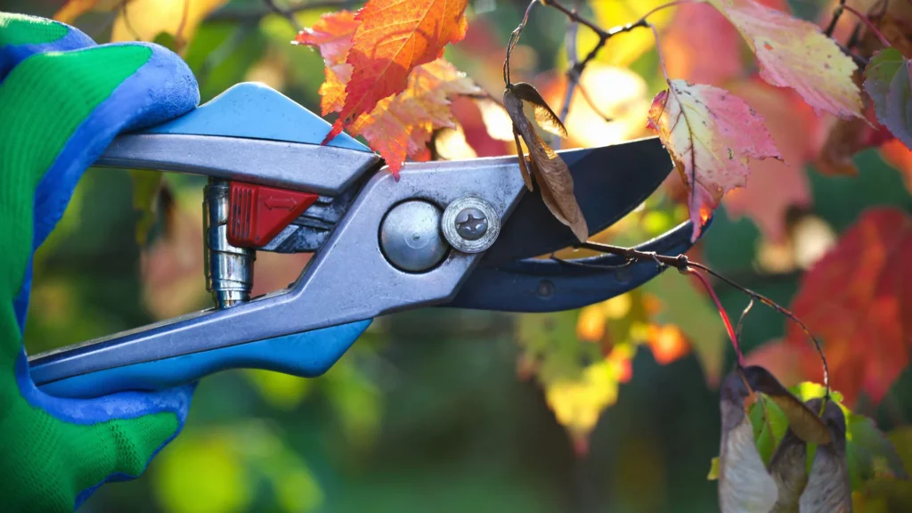 pruning shrubs