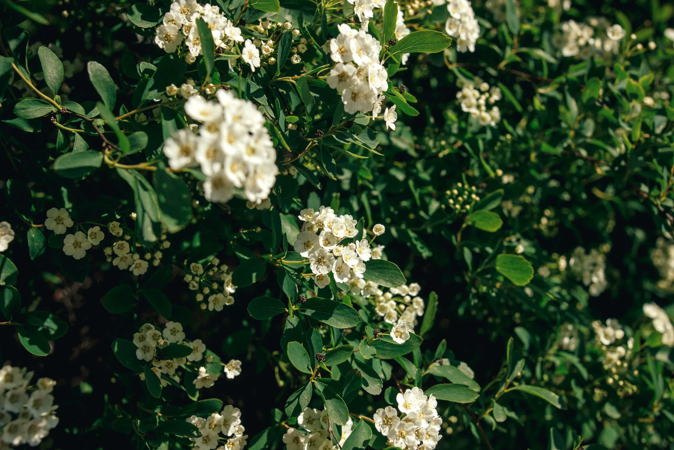 The Ultimate Timing Guide: Planting Shrubs in Southern Wisconsin