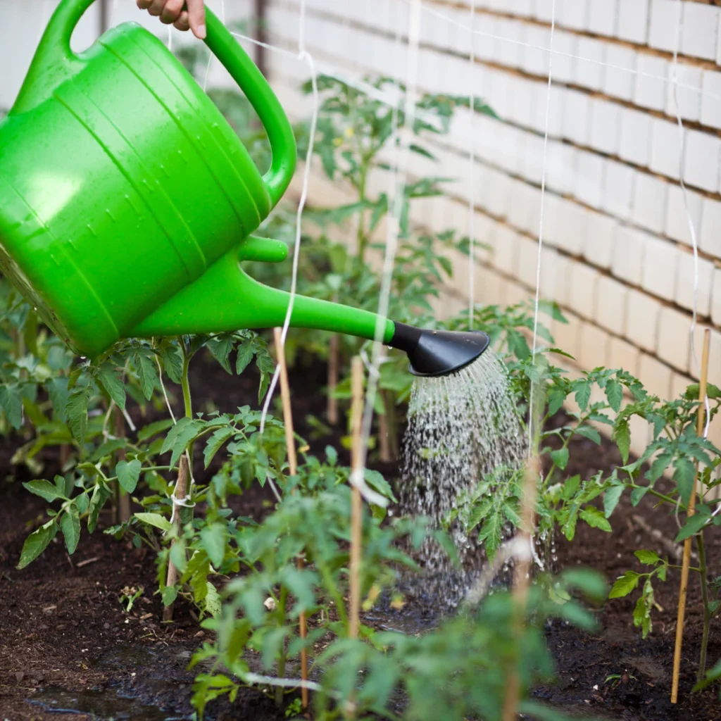 ittle-organic-bio-permaculture-garden-2023-11-27-05-00-03-utc vegetable garden